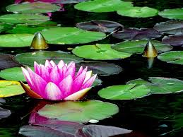 Chakra Clearing and Activating