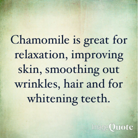 Chamomile