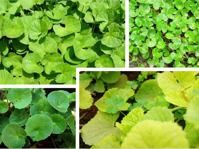 Gotu Kola – Brahmi – Asiatica Centella