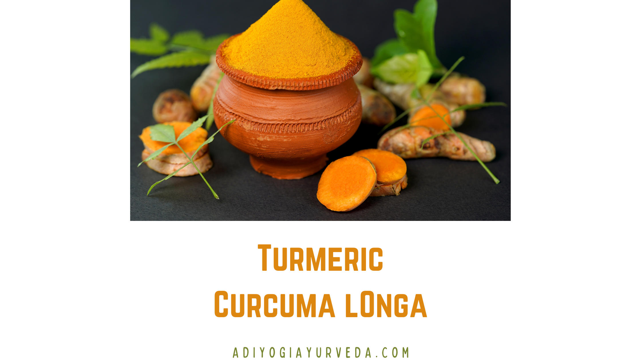 Turmeric or Curcuma longa
